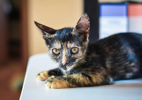 Croquette pour chat : laquelle choisir pour préserver sa santé ?