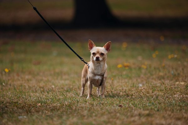 Friandise naturelle pour chien : goûter sain et savoureux