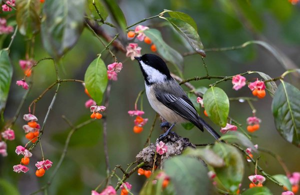 Comment utiliser les principes de l'enrichissement environnemental pour un chien de race West Highland White Terrier?